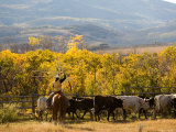 Roping Steers at the Home Ranch, Colorado