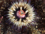 Loan Colorful Anemone Painted Urticina, Urticina Crassicornis, California