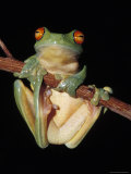 Red Eyed Tree Frog, Litoria Chloris, Clinging to a Branch, Australia