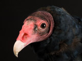 Portrait of a Turkey Vulture, Lincoln, Nebraska