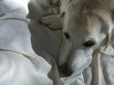 Overhead View of Resting Yellow Lab, Marin, California