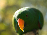 Male Solomon Island Eclectus Parrot