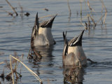 Orthern Pintails Tail Up Dabbling in a Marsh