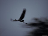 Painted Stork in Flight against a Grey Stormy Sky