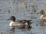 Buy Northern Pintails in a Marsh at AllPosters.com
