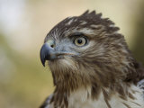 Red-Tailed Hawk in Lincoln, Nebraska