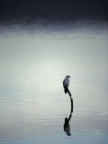 Little Pied Cormorant Reflected on a Vast Becalmed Harbour Lake, Australia