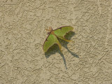 Luna Moth at Rest on a Rest-Stop Wall, Washington, D.C.