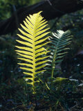 Buy Lime Green New Growth Fern Fronds on the Forest Floor, Australia at AllPosters.com