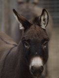 Miniature Donkey at the Riverside Zoo