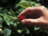 Picking Edible Red Salmonberries