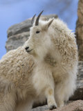Mountain Goat at the Cheyenne Mountain Zoo, Colorado
