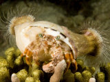 Large Hermit Crab with Sea Anemones on its Shell, Malapascua Island, Philippines