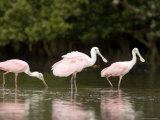 Roseate Spoonbills Feed on a Mangrove Island, Tampa Bay, Florida