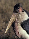 Marabou Storks Carry a Massive Beak for Tearing Flesh from Carcasses