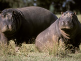Nile Hippopotamuses Resting in the Sun on a Grass Savannah Plain, Australia