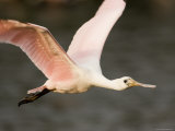 Roseate Spoonbill in Flight, Tampa Bay, Florida
