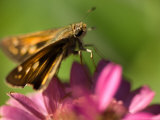 Moth Feeds on a Zinnia Flower, Elkhorn, Nebraska