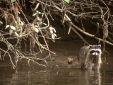 Buy Racoon Walks into Creek for a Drink of Water at AllPosters.com