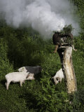 Pigs Graze near a Spiritual Offering, Qinghai, China