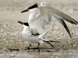 Pair of Sandwich Tern Copulate on a Beach