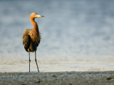 Reddish Egret Standing on the Shore, Tampa Bay, Florida