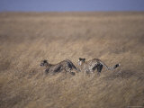 Pair of Cheetah Known as a Coalition Race Across the Vast Savannah, Serengetti, Tanzania