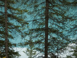 Buy Pine Trees above a Lake at AllPosters.com