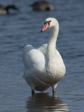 Mute Swan