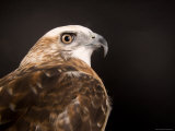Krider'S, or Light Phased, Red-Tailed Hawk, Lincoln, Nebraska