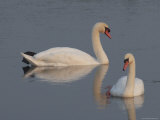 Pair of Mute Swan