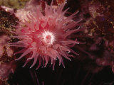 Proliferating Sea Anemone, Epiactis Prolifera, California
