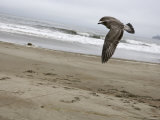 Ring-Billed Gull in Flight, California