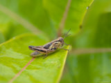 Nymph Differential Grasshopper Sits on a Leaf