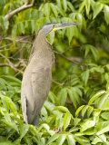 Male Bare-Throated Tiger Heron, Belize