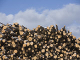Buy Logs Cover with Snow, Flagstaff Arizona at AllPosters.com