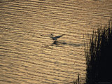 Lone African White Pelican Takes Flight at Dawn Off a Lake