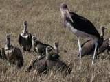 Marabou Storks and White-Backed Vultures Resting on the Savannah