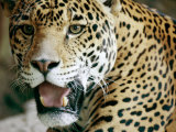 Portrait of a Captive Jaguar, Massachusetts