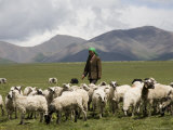 Nomadic Goat Herder Wearing a Green Scarf Tends to Her Flock, Qinghai, China