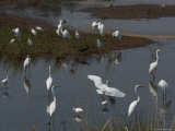 Large Group of Egrets, Snowy, and Great, Assemble for Feeding