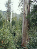 Rainforest of Dominant Myrtle Beech and Emergent Mountain Ash Trees, Australia