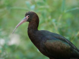 Puna Ibis at the Sedgwick County Zoo