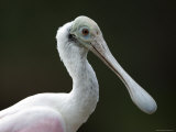 Roseate Spoonbill, Sedgwick County Zoo, Kansas