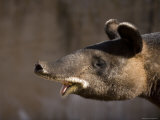 Buy Mountain Tapir at the Cheyenne Mountain Zoo, Colorado at AllPosters.com