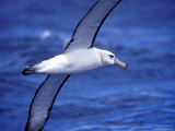 Majestic Vulnerable Shy Albatross in Flight over a Blue Ocean, Australia