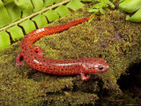 Red Salamander Forages on a Moss Covered Log