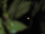 Predatory Spider Waiting for Prey at the Center of its Web, Peru