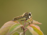 Rubber Fly at Spring Creek Prairie