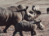 Mother and Juvenile Rhinoceros Among Others
